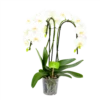 Phalaenopsis - Vlinderorchidee - 3 Taks - Waterfall - P12 H60 Wit - Kamerplant 2 Phalaenopsis - Vlinderorchidee - 3 Taks - Waterfall - P12 H60 Wit - Kamerplant -uinbenodigdheden Verkoop 2024 phalaenopsis vlinderorchidee 3 taks waterfall p12cm h60cm wit 4