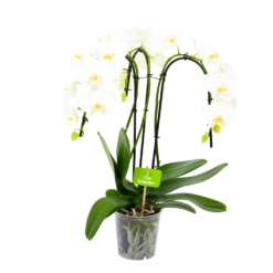Phalaenopsis - Vlinderorchidee - 3 Taks - Waterfall - P12 H60 Wit - Kamerplant