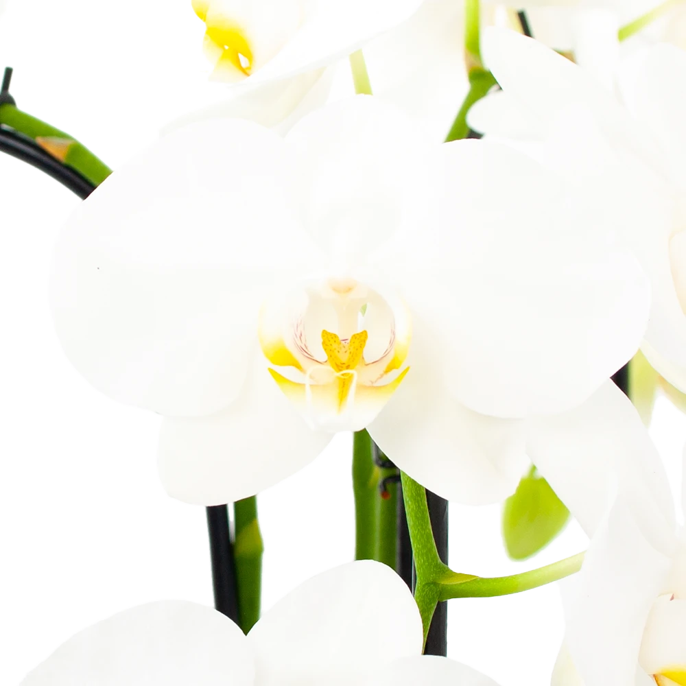Phalaenopsis - Vlinderorchidee - 3 Taks - Waterfall - P12 H60 Wit - Kamerplant 4 Phalaenopsis - Vlinderorchidee - 3 Taks - Waterfall - P12 H60 Wit - Kamerplant - Image 2