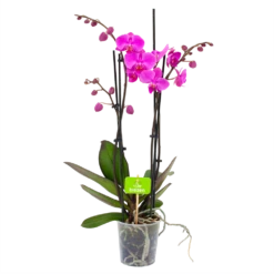 Gazebo Parts Direct Sales Store 51 4 Taks Phalaenopsis Evolution - Vlinderorchidee - P12 H60 - Kamerplant