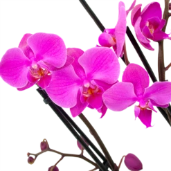 Gazebo Parts Direct Sales Store -uinbenodigdheden Verkoop 2024 phalaenopsis vlinderorchidee 4 taks p12 h60 donker roze 5