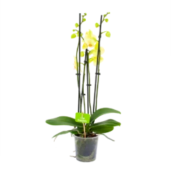 Gazebo Parts Direct Sales Store 57 4 Taks Phalaenopsis Volterra - Vlinderorchidee - P12 H60 - Kamerplant