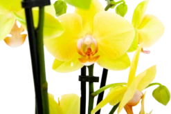 Gazebo Parts Direct Sales Store -uinbenodigdheden Verkoop 2024 phalaenopsis vlinderorchidee 4 taks p12 h60 geel 5