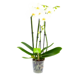 Gazebo Parts Direct Sales Store 53 4 Taks Phalaenopsis Lighthouse - Vlinderorchidee - P12 H60 - Kamerplant