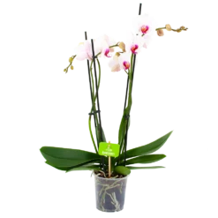 Gazebo Parts Direct Sales Store 49 4 Taks Phalaenopsis Denver - Vlinderorchidee - P12 H60 - Kamerplant