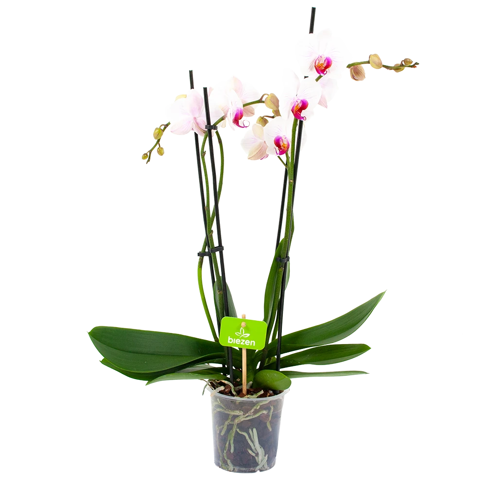 4 Taks Phalaenopsis Denver - Vlinderorchidee - P12 H60 - Kamerplant 3 4 Taks Phalaenopsis Denver - Vlinderorchidee - P12 H60 - Kamerplant