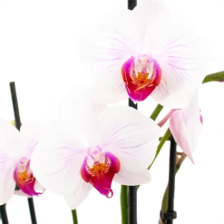 Gazebo Parts Direct Sales Store -uinbenodigdheden Verkoop 2024 phalaenopsis vlinderorchidee 4 taks p12cm h60cm wit roze 5