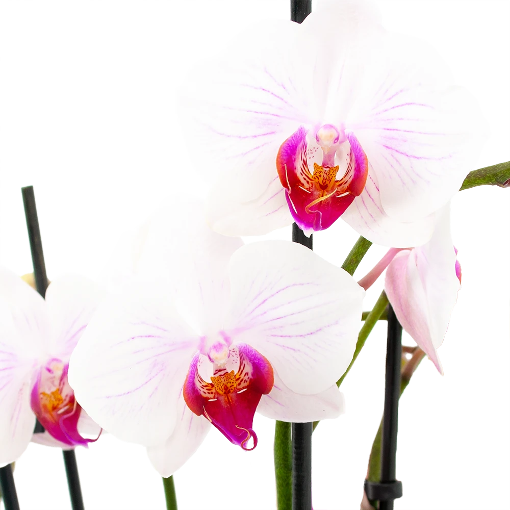 4 Taks Phalaenopsis Denver - Vlinderorchidee - P12 H60 - Kamerplant 4 4 Taks Phalaenopsis Denver - Vlinderorchidee - P12 H60 - Kamerplant - Image 2