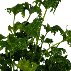 Philodendron Atlantis - P21 H75 - Kamerplant -uinbenodigdheden Verkoop 2024 philodendron atlantis p21 h75 kamerplant 4