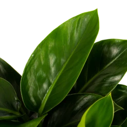 Philodendron Congo Apple - P19 H60 - Kamerplant 6 Philodendron Congo Apple - P19 H60 - Kamerplant -uinbenodigdheden Verkoop 2024 philodendron congo apple p19 h60 5 1