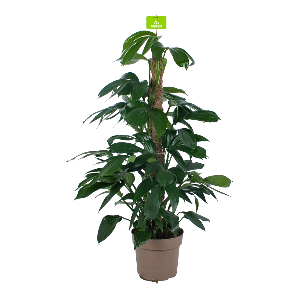 Philodendron Florida Beauty Op Mosstok - P24 H80 - Kamerplant 3 Philodendron Florida Beauty Op Mosstok - P24 H80 - Kamerplant