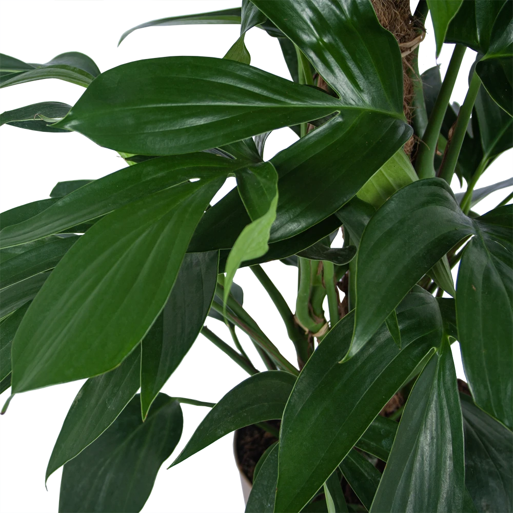 Philodendron Florida Beauty Op Mosstok - P24 H80 - Kamerplant 4 Philodendron Florida Beauty Op Mosstok - P24 H80 - Kamerplant - Image 2