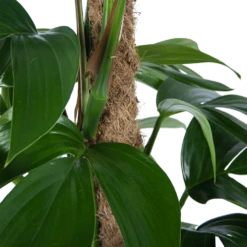 Philodendron Florida Beauty Op Mosstok - P24 H80 - Kamerplant 8 Philodendron Florida Beauty Op Mosstok - P24 H80 - Kamerplant -uinbenodigdheden Verkoop 2024 philodendron florida beauty op mosstok p24 h80 6 1