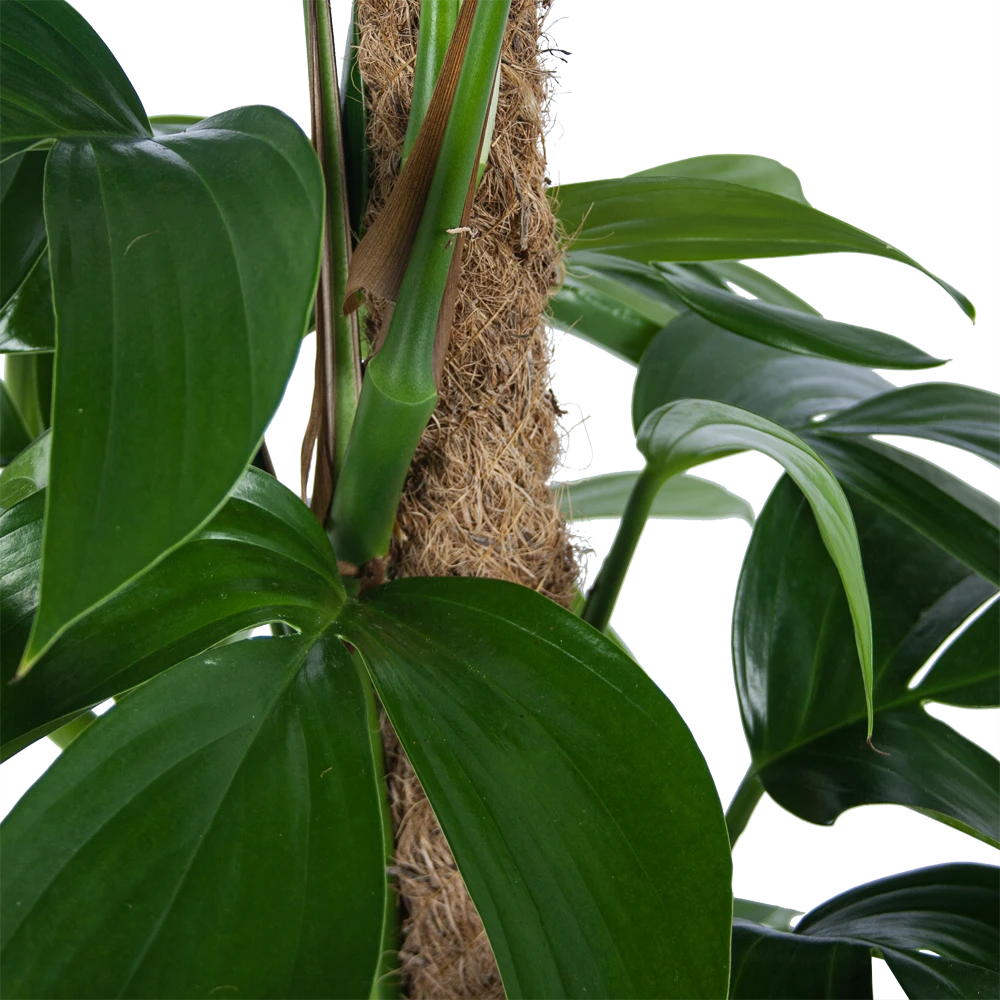 Philodendron Florida Beauty Op Mosstok - P24 H80 - Kamerplant 5 Philodendron Florida Beauty Op Mosstok - P24 H80 - Kamerplant - Image 3