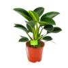 Philodendron Green Princess - P17 H50 - Kamerplant -uinbenodigdheden Verkoop 2024 philodendron green princess p17 h50 1 1