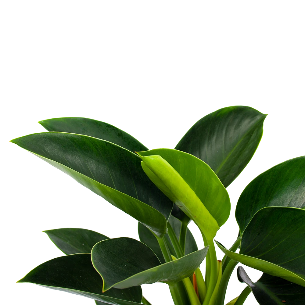 Philodendron Green Princess - P17 H50 - Kamerplant 4 Philodendron Green Princess - P17 H50 - Kamerplant - Image 2