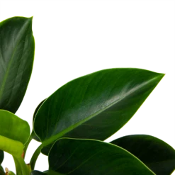 Philodendron Green Princess - P17 H50 - Kamerplant 8 Philodendron Green Princess - P17 H50 - Kamerplant -uinbenodigdheden Verkoop 2024 philodendron green princess p17 h50 6 1