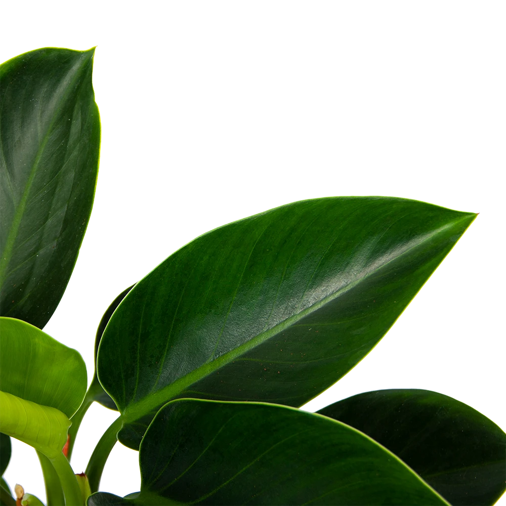 Philodendron Green Princess - P17 H50 - Kamerplant 5 Philodendron Green Princess - P17 H50 - Kamerplant - Image 3