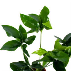 Philodendron Green Wonder - P19 H75 - Kamerplant 7 Philodendron Green Wonder - P19 H75 - Kamerplant -uinbenodigdheden Verkoop 2024 philodendron green wonder p19 h75 2 2