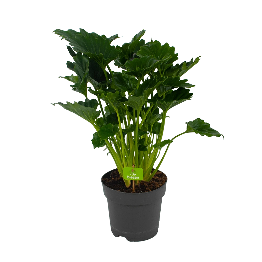 Philodendron Grizzly - P21 H55 - Kamerplant 3 Philodendron Grizzly - P21 H55 - Kamerplant
