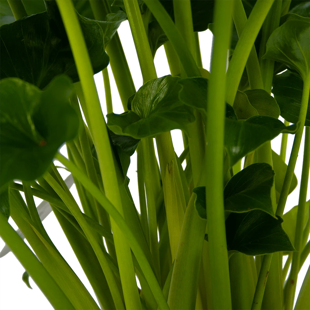 Philodendron Grizzly - P21 H55 - Kamerplant 4 Philodendron Grizzly - P21 H55 - Kamerplant - Image 2