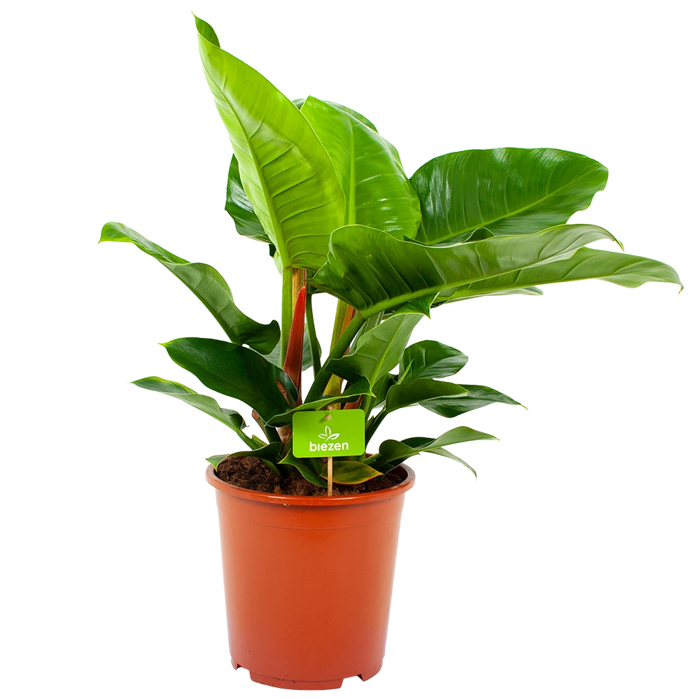 Philodendron Imperial Green - P19 H60 - Kamerplant 3 Philodendron Imperial Green - P19 H60 - Kamerplant