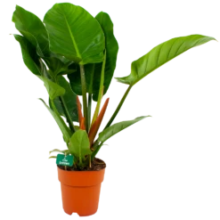 Philodendron Imperial Green - P19 H80 - Kamerplant