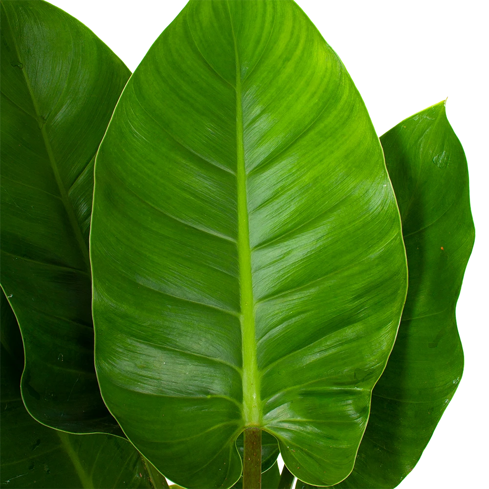 Philodendron Imperial Green - P19 H80 - Kamerplant 4 Philodendron Imperial Green - P19 H80 - Kamerplant - Image 2