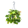 Philodendron Scandens Brasil - In Hangpot - P14 H35 - Kamerplant -uinbenodigdheden Verkoop 2024 philodendron scandens brasil in hangpot p14 h35 1 1