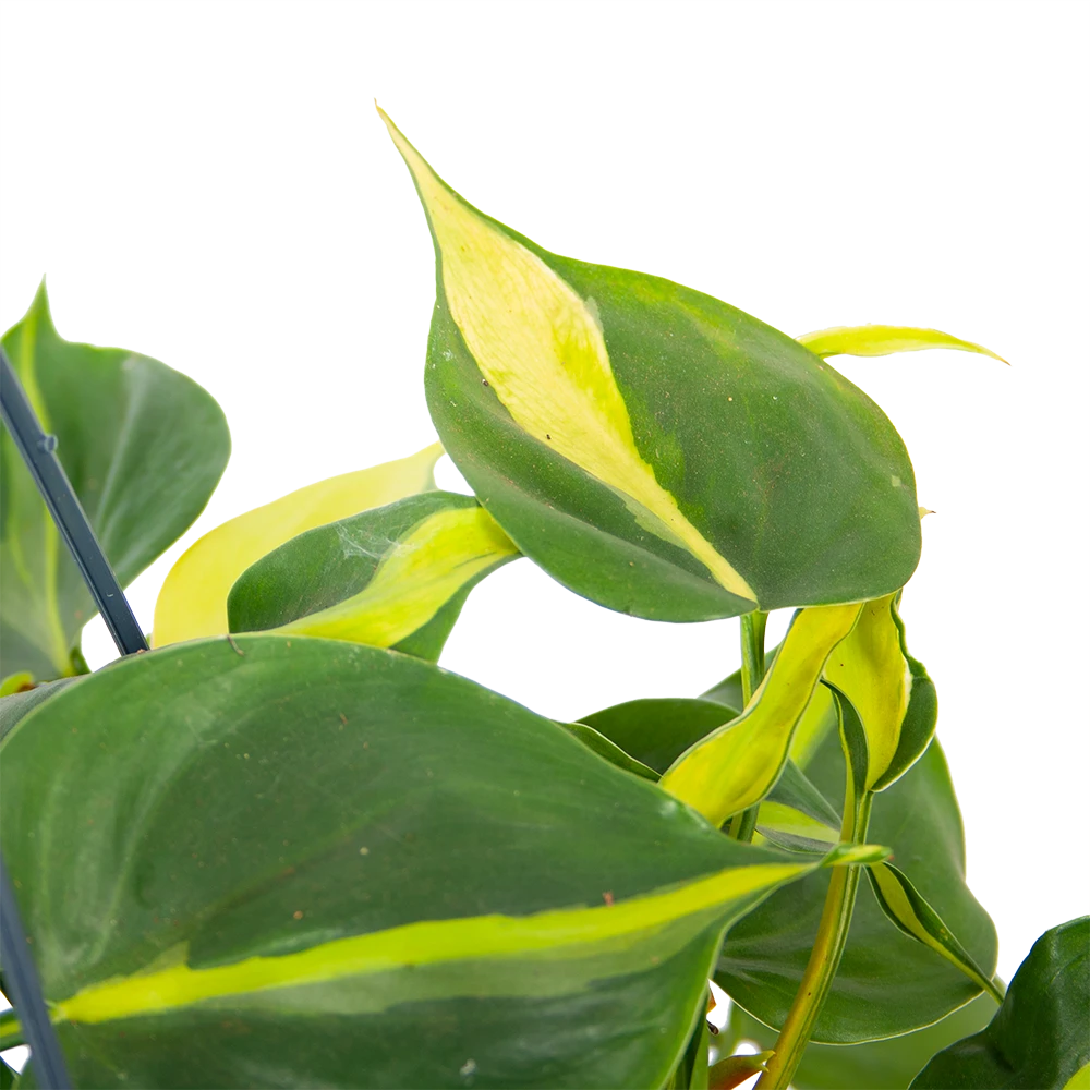 Philodendron Scandens Brasil - In Hangpot - P14 H35 - Kamerplant 5 Philodendron Scandens Brasil - In Hangpot - P14 H35 - Kamerplant - Image 3
