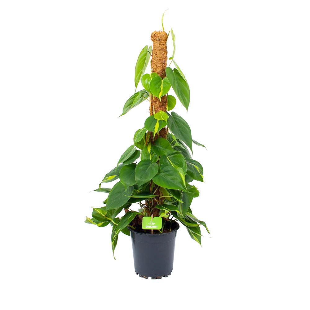 Philodendron Scandens Brasil Op Mosstok - P17 H75 - Kamerplant 3 Philodendron Scandens Brasil Op Mosstok - P17 H75 - Kamerplant