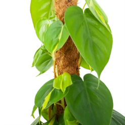 Philodendron Scandens Brasil Op Mosstok - P17 H75 - Kamerplant 7 Philodendron Scandens Brasil Op Mosstok - P17 H75 - Kamerplant -uinbenodigdheden Verkoop 2024 philodendron scandens brasil op mosstok p17 h75 5 1