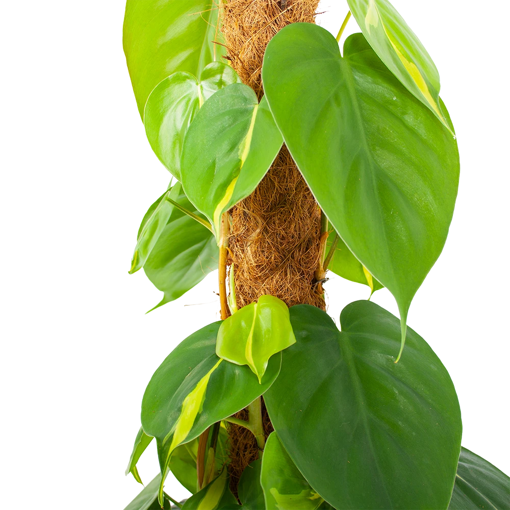 Philodendron Scandens Brasil Op Mosstok - P17 H75 - Kamerplant 4 Philodendron Scandens Brasil Op Mosstok - P17 H75 - Kamerplant - Image 2