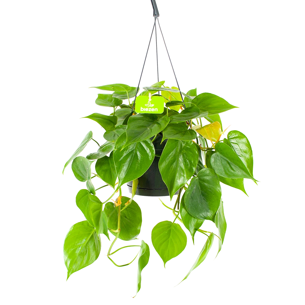 Philodendron Scandens - In Hangpot - P17 H35 - Kamerplant 3 Philodendron Scandens - In Hangpot - P17 H35 - Kamerplant