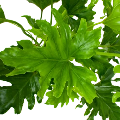 Philodendron Selloum Little Hope - P19 H75 - Kamerplant -uinbenodigdheden Verkoop 2024 philodendron selloum little hope p19 h75 5