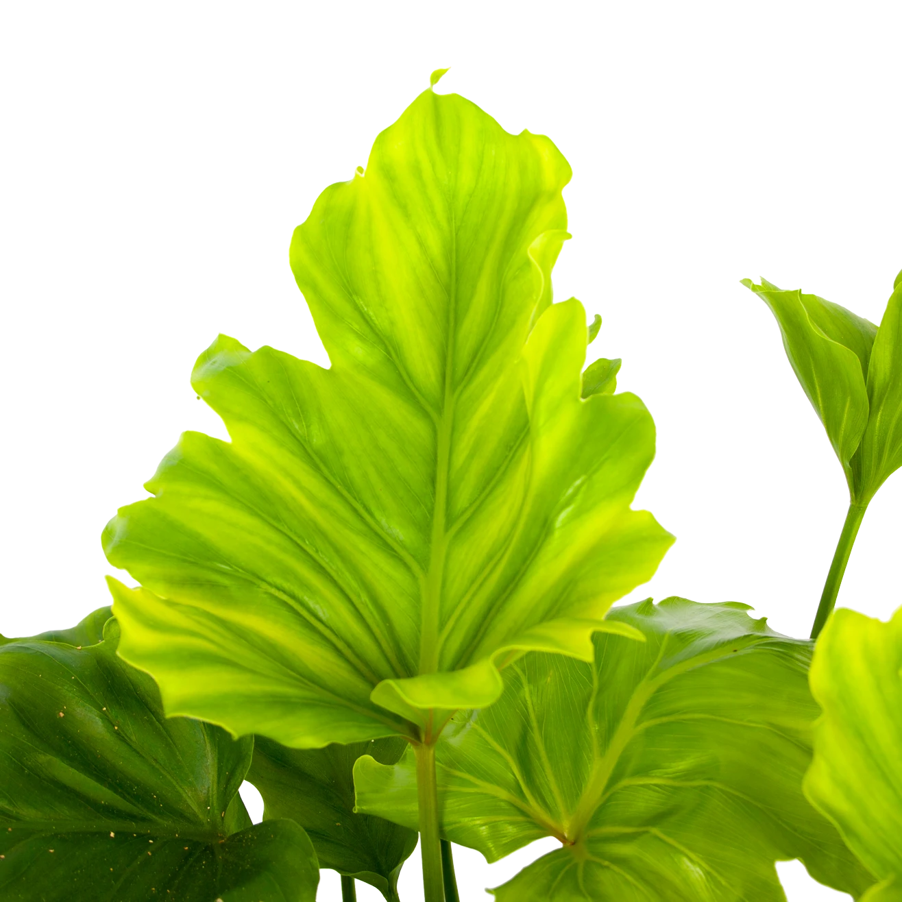 Philodendron Bipinnatifidum Little Hope - P21 H75 - Kamerplant 4 Philodendron Bipinnatifidum Little Hope - P21 H75 - Kamerplant - Image 2