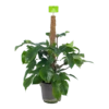 Philodendron Squamiferum Piramide Op Mosstok - P24 H70 - Kamerplant -uinbenodigdheden Verkoop 2024 philodendron squamiferum piramide op mosstok p24 h70 1
