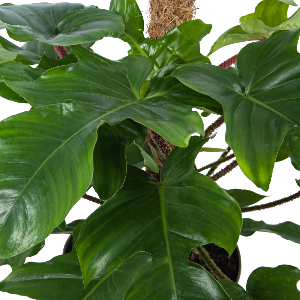 Philodendron Squamiferum Piramide Op Mosstok - P24 H70 - Kamerplant 4 Philodendron Squamiferum Piramide Op Mosstok - P24 H70 - Kamerplant - Image 2