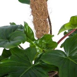 Philodendron Squamiferum Piramide Op Mosstok - P24 H70 - Kamerplant 8 Philodendron Squamiferum Piramide Op Mosstok - P24 H70 - Kamerplant -uinbenodigdheden Verkoop 2024 philodendron squamiferum piramide op mosstok p24 h70 6