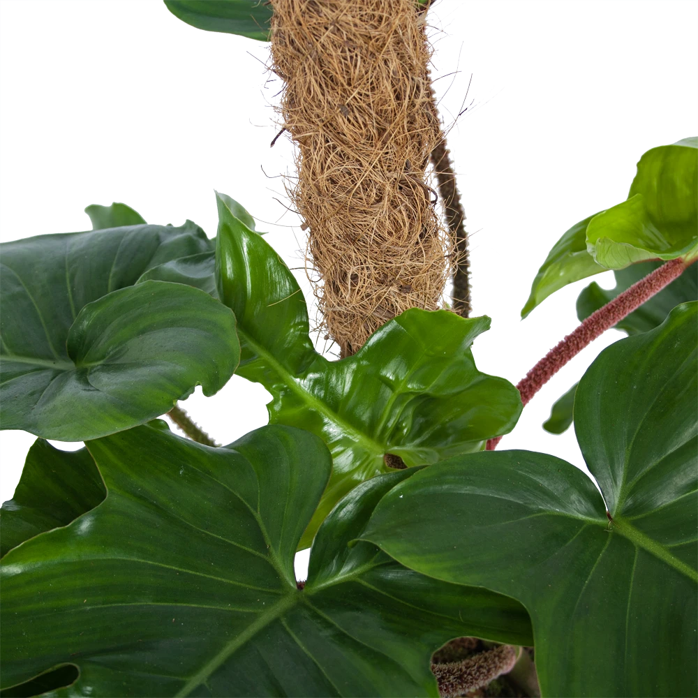 Philodendron Squamiferum Piramide Op Mosstok - P24 H70 - Kamerplant 5 Philodendron Squamiferum Piramide Op Mosstok - P24 H70 - Kamerplant - Image 3