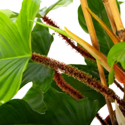 Philodendron Squamiferum Piramide - P19 H75 - Kamerplant -uinbenodigdheden Verkoop 2024 philodendron squamiferum piramide p19 h75 6 1