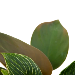 Philodendron White Wave - P13 H30 - Kamerplant -uinbenodigdheden Verkoop 2024 philodendron white wave p13 h30 6