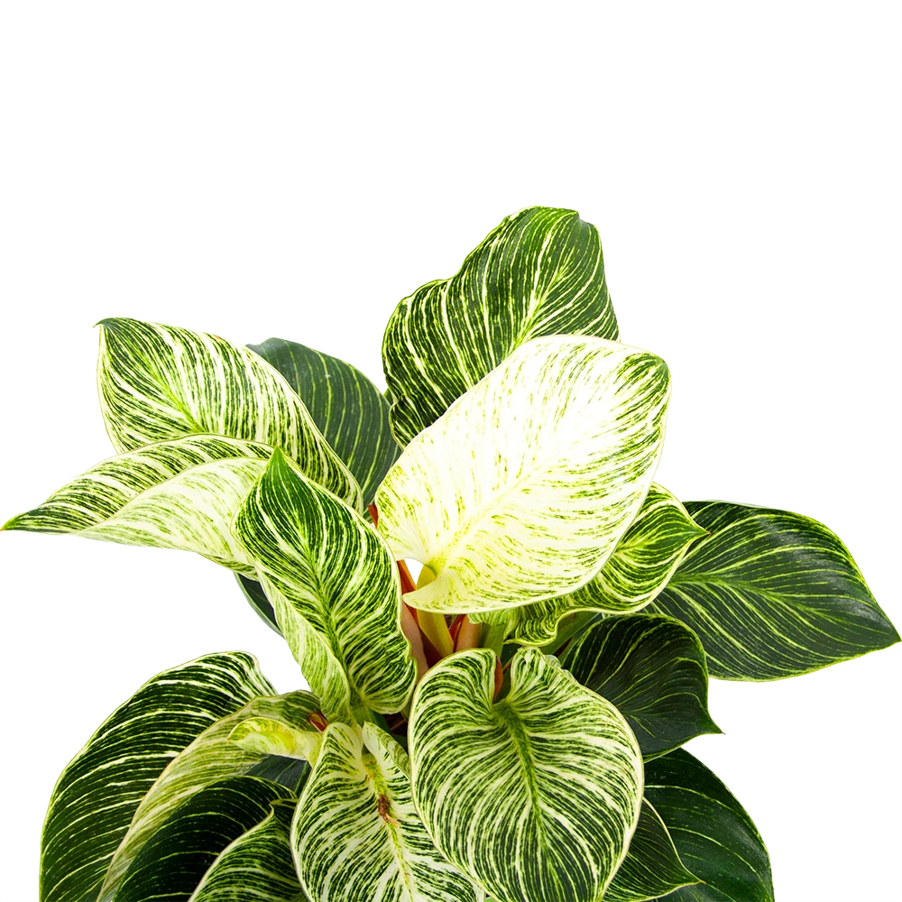 Philodendron White Wave - P17 H40 - Kamerplant 4 Philodendron White Wave - P17 H40 - Kamerplant - Image 2