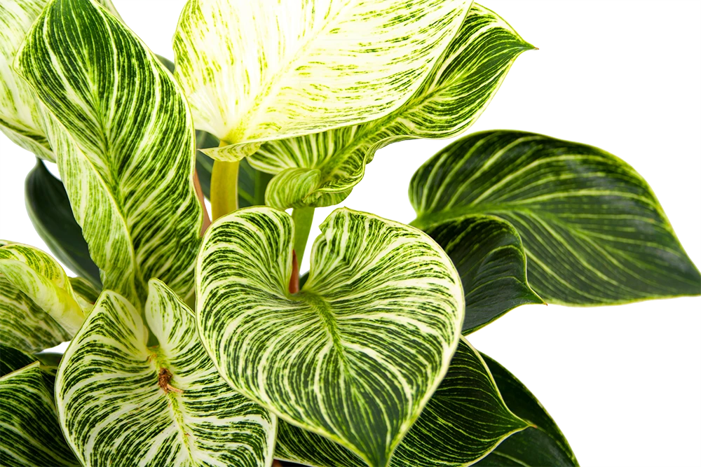 Philodendron White Wave - P17 H40 - Kamerplant 5 Philodendron White Wave - P17 H40 - Kamerplant - Image 3