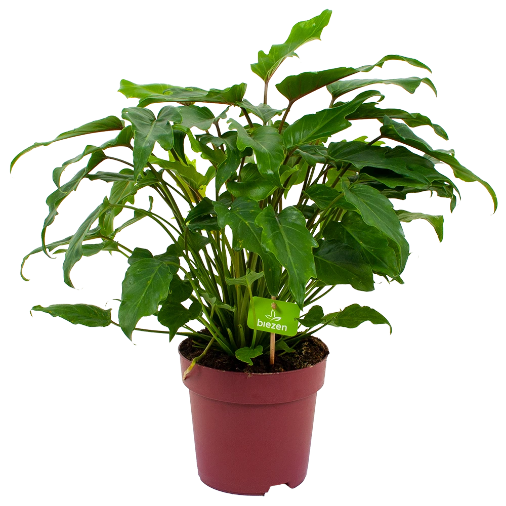 Philodendron Xanadu - P19 H50 - Kamerplant 3 Philodendron Xanadu - P19 H50 - Kamerplant