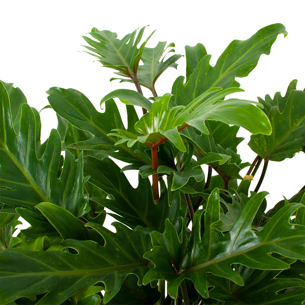 Philodendron Xanadu - P19 H50 - Kamerplant 4 Philodendron Xanadu - P19 H50 - Kamerplant - Image 2