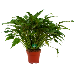 Philodendron Xanadu - P21 H60 - Kamerplant