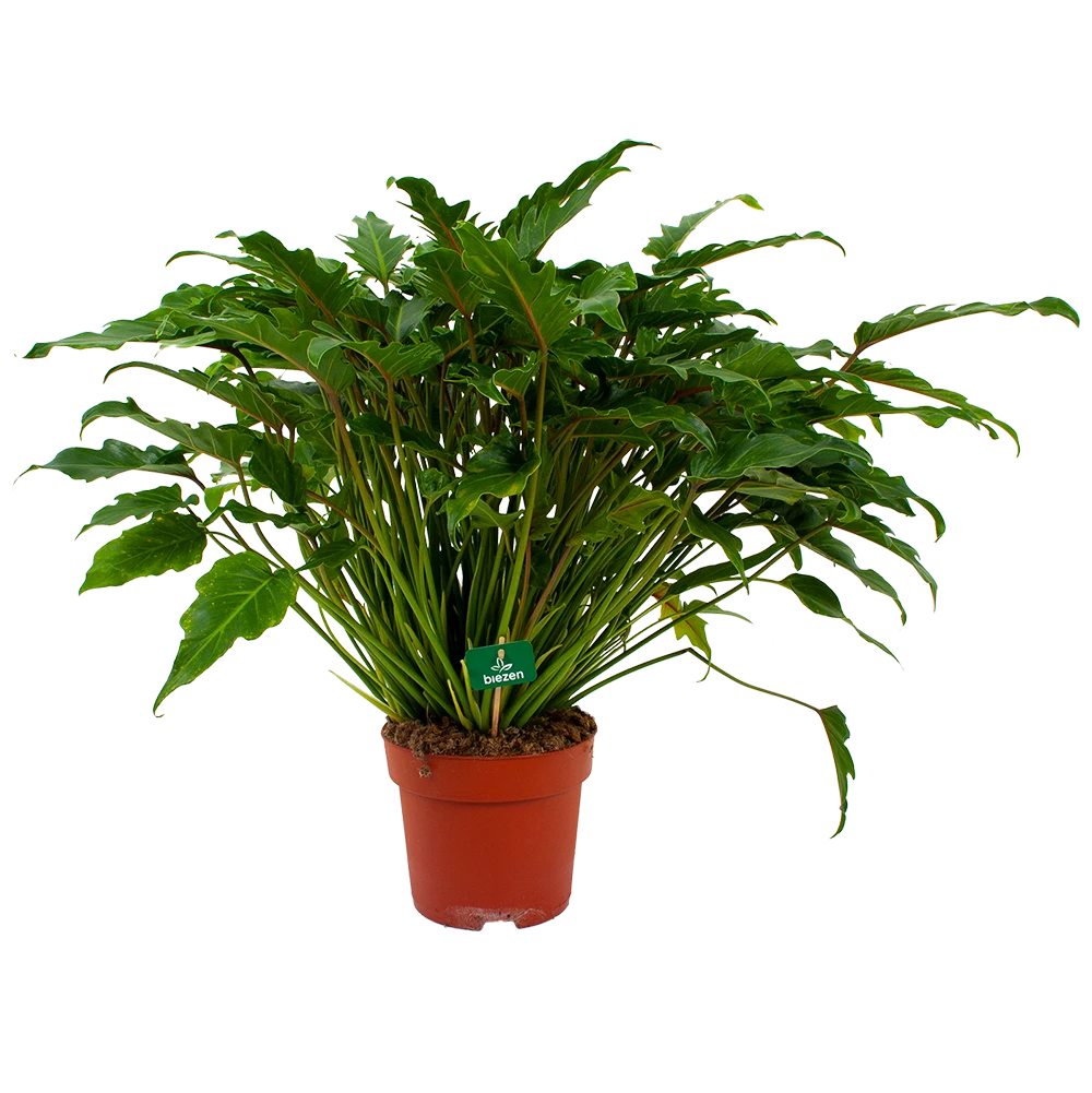 Philodendron Xanadu - P21 H60 - Kamerplant 3 Philodendron Xanadu - P21 H60 - Kamerplant