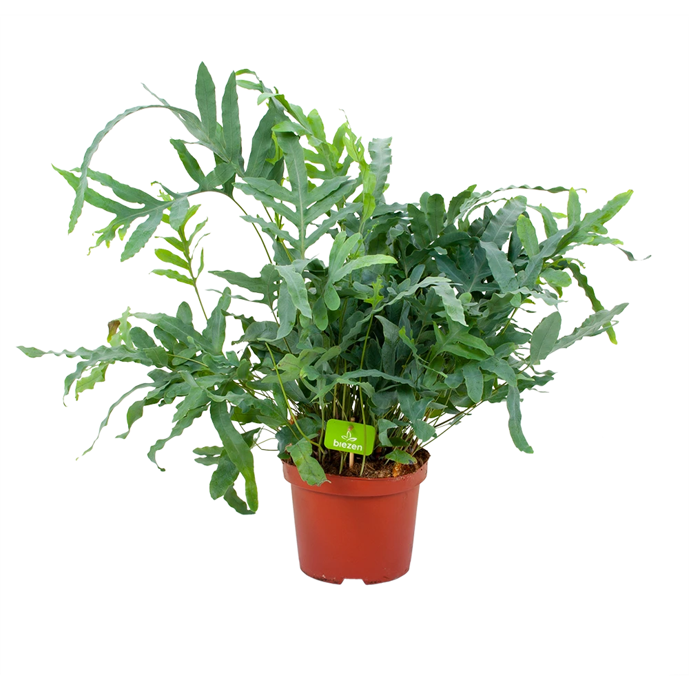 Phlebodium Areum Blue Star - Blauwvaren - P19 H60 - Kamerplant 3 Phlebodium Areum Blue Star - Blauwvaren - P19 H60 - Kamerplant