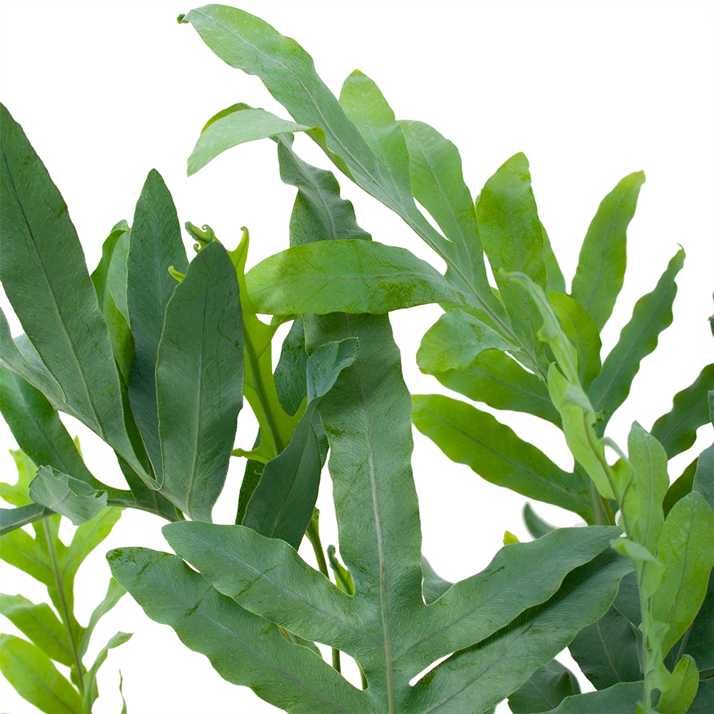 Phlebodium Areum Blue Star - Blauwvaren - P19 H60 - Kamerplant 4 Phlebodium Areum Blue Star - Blauwvaren - P19 H60 - Kamerplant - Image 2